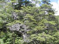 Albums/20060200-New Zealand 2006/20060204-Arthurs_Pass/9